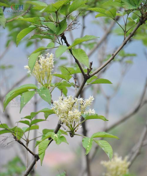 白蜡树会开花吗？开花时是什么样的？