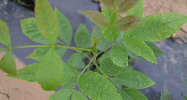白蜡树发芽长叶的时间是什么时候？如何判断其生长状况？