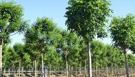 白蜡树剪枝的最佳时机是什么时候？剪枝后如何护理？