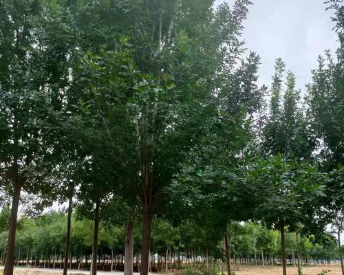 白蜡树剪枝的最佳时机是什么时候？剪枝后如何护理？