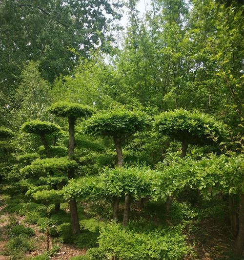 白蜡树修剪方法有哪些？如何正确修剪白蜡树？