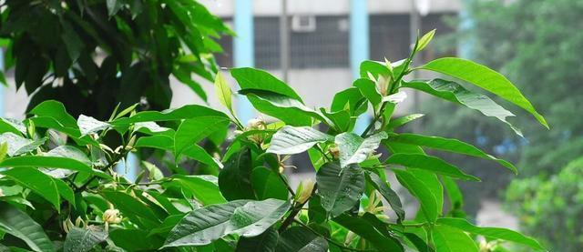 白兰花冬天剪枝的正确时机和方法是什么？