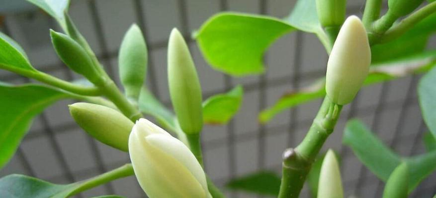 白兰花好养吗？养殖方法和养护要点是什么？