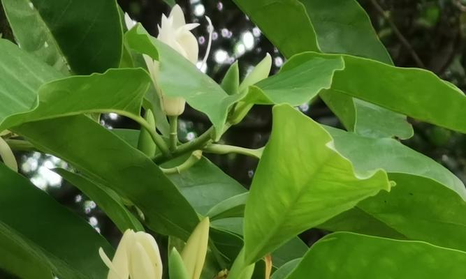 白兰花什么时候开花？如何延长花期？