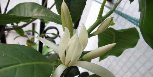 白兰花花谢后应该怎么办？花谢后的正确养护方法是什么？