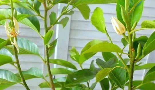 白兰花花谢后应该怎么办？花谢后的正确养护方法是什么？