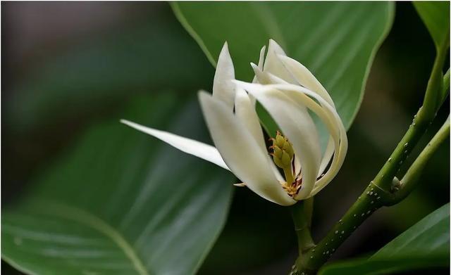 白兰花通常几月份开花？如何正确养护以确保开花？