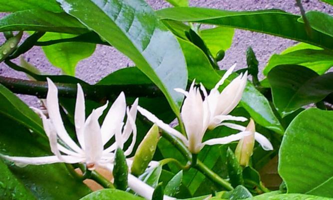 白兰花通常几月份开花？如何正确养护以确保开花？