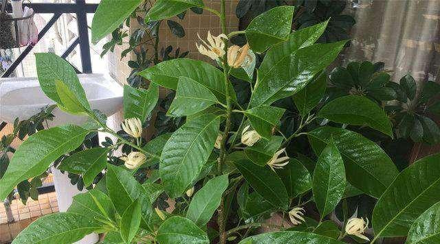 白兰花剪枝插活的可能性有多大？如何正确进行剪枝插活操作？