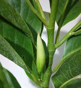 白兰花剪枝插活的可能性有多大？如何正确进行剪枝插活操作？