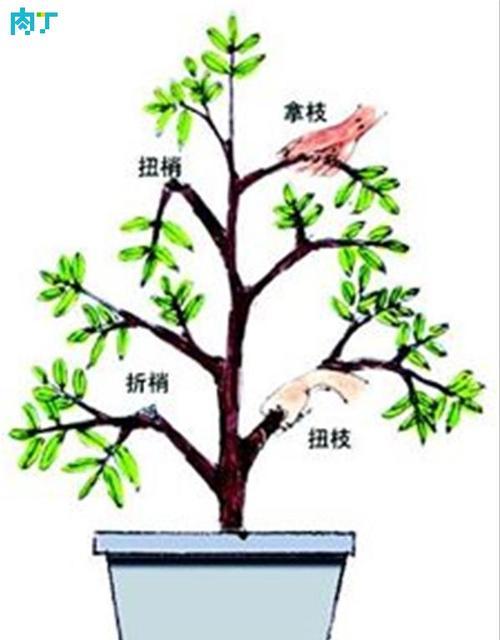 白兰花开花后修剪方法是什么？修剪后如何护理？