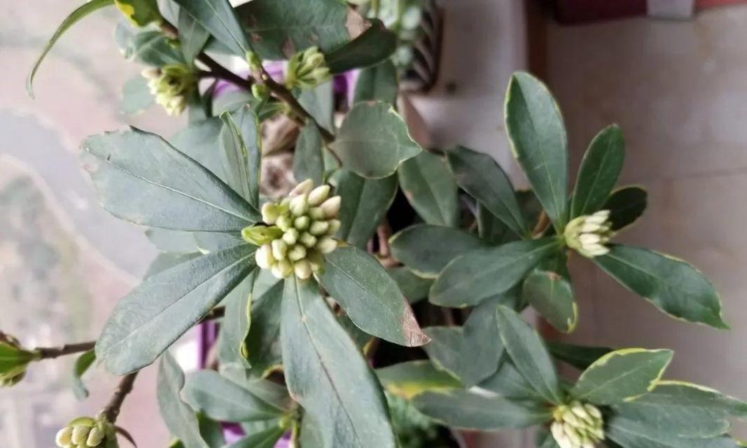 白兰花开花后修剪方法是什么？修剪后如何护理？