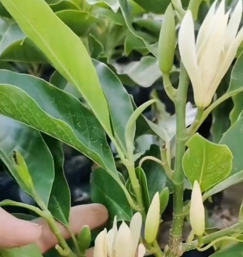 白兰花开花需要多少度的温度?如何控制环境温度促进开花?