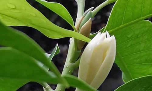 白兰花什么时候开花？一般在几月份绽放？