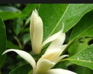白兰花什么时候开花？一般在几月份绽放？