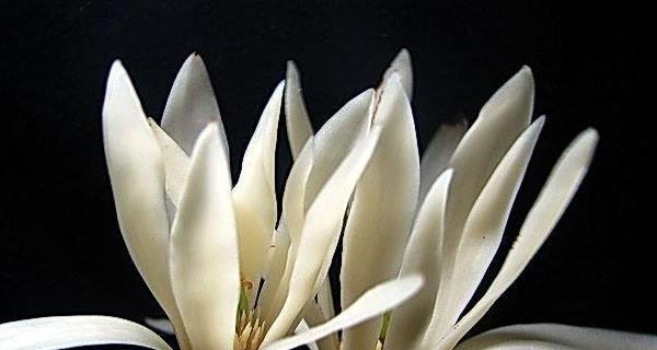 白兰花剪枝的最佳时机是什么时候？剪枝后如何护理？