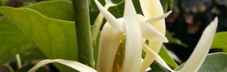 白兰花扦插的最佳时机是什么时候？繁殖方法和时间如何掌握？