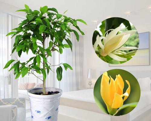白兰花施肥指南：什么肥料最适合？如何正确施肥？