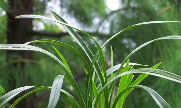 白兰花不开花的原因是什么？如何解决？
