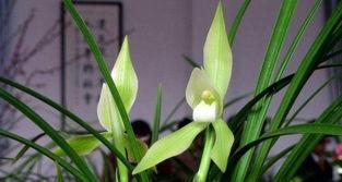 白兰花不开花的原因是什么？如何解决？