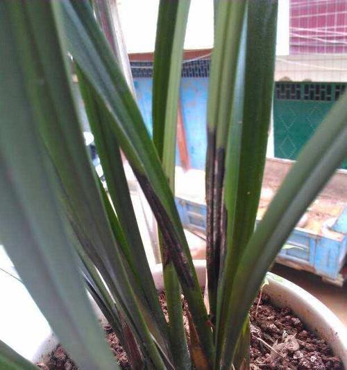 白兰花叶子发黄怎么办？如何正确处理植物黄叶问题？