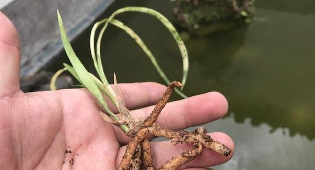 白兰花叶子发黄怎么办？如何正确处理植物黄叶问题？