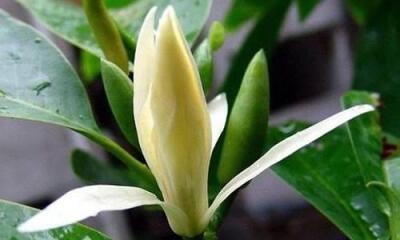 白兰花一年开几次花？如何确保其开花频率？