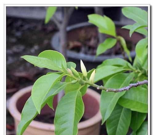 白兰花种植时选择大盆还是小盆好？哪种更适合生长？