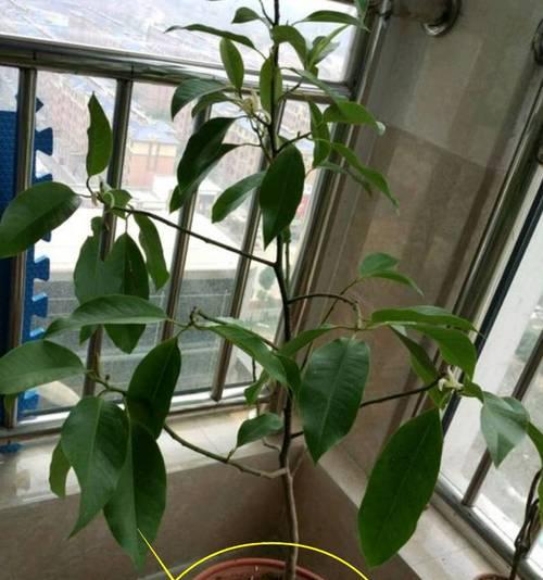 白兰花修剪方法有哪些？如何正确修剪白兰花？