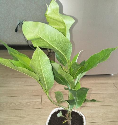 白兰花修剪方法有哪些？如何正确修剪白兰花？