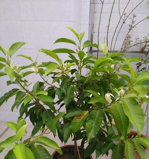 白兰花通常在几月份绽放？开花期常见问题解答？