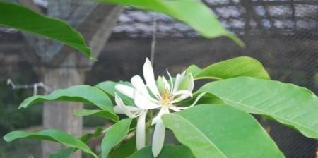 白兰花通常在几月份绽放？开花期常见问题解答？