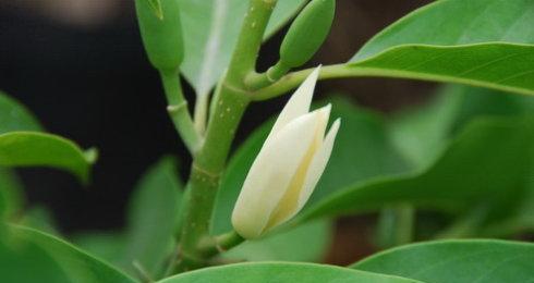 白兰花通常在几月份绽放？开花期常见问题解答？