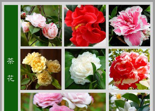 白兰一年开几次花？如何促进白兰花期延长？