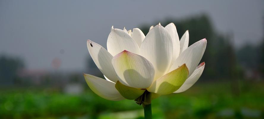 白莲花象征意义是什么？白莲花在文化中代表什么？
