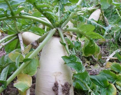 白萝卜成熟期需要多少天？种植白萝卜的常见问题解答？