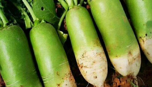 白萝卜几月份种植最合适？掌握最佳播种时间指南