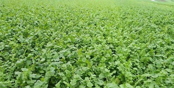 白萝卜几月份种植最合适？掌握最佳播种时间指南