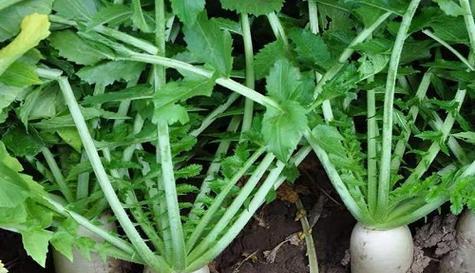 白萝卜什么时候成熟？最佳收获季节是什么时候？
