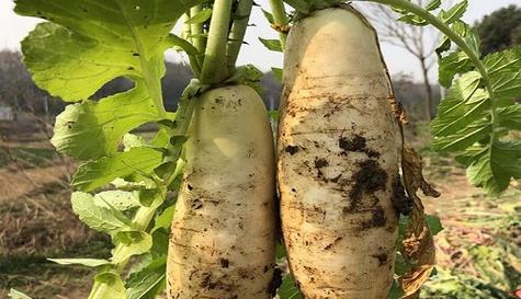 白萝卜什么时候成熟？最佳收获季节是什么时候？