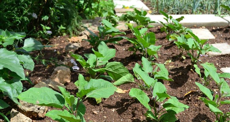白萝卜最佳种植时间是什么时候？几月份种植最合适？