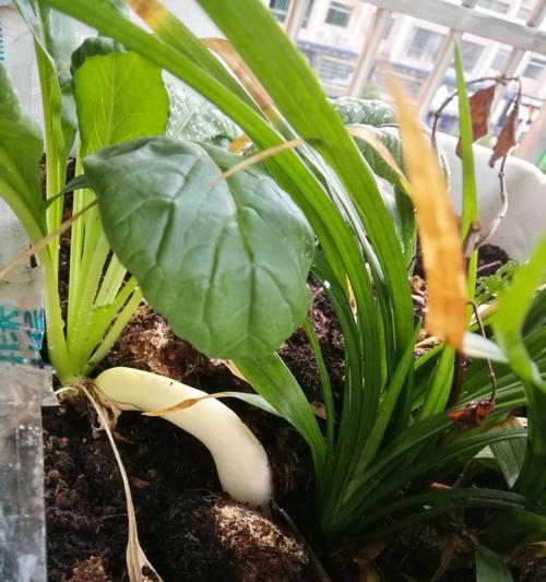 白萝卜生长温度是多少度？如何优化种植环境？