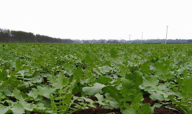 白萝卜什么时候种植最合适？收获的最佳时机是什么时候？
