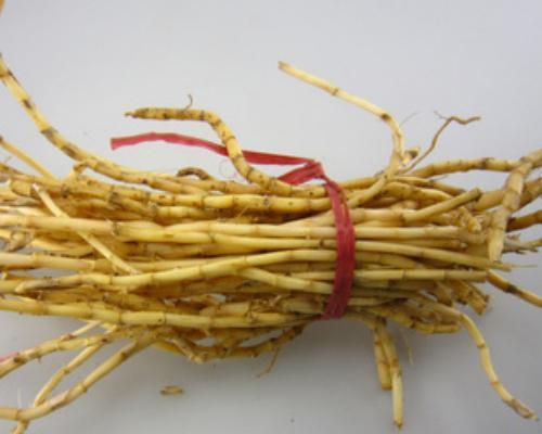 白茅根的最佳挖掘时间是什么时候？挖掘后如何保存？