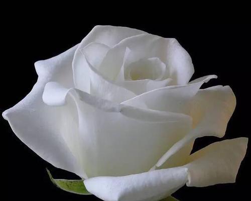 白玫瑰的花语是什么？赠送白玫瑰有何含义？