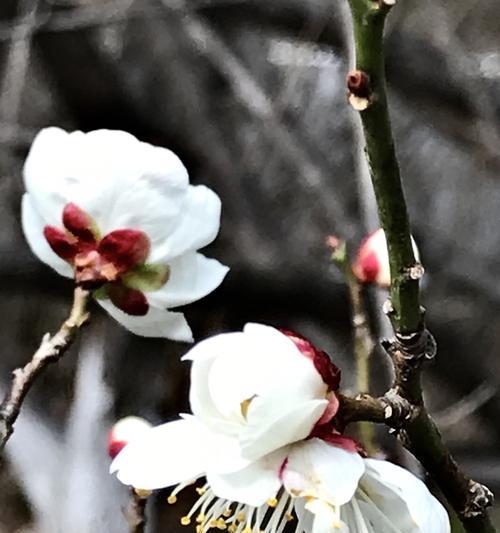 白梅花哪里产的最好？如何辨别优质产地的白梅花？