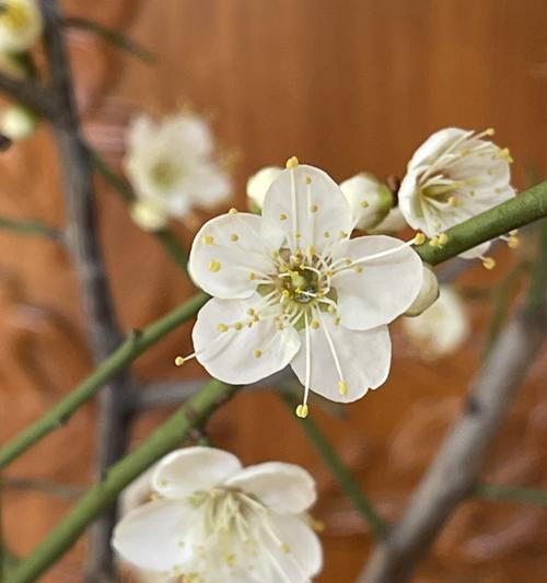 白梅开花时间是什么时候？通常几月份开花？