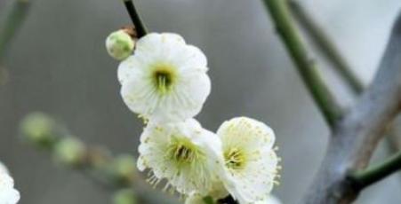 白梅开花时间是什么时候？通常几月份开花？