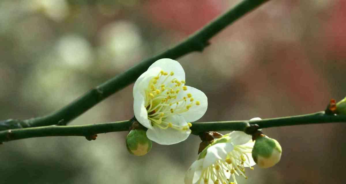 白梅开花时间是什么时候？通常几月份开花？