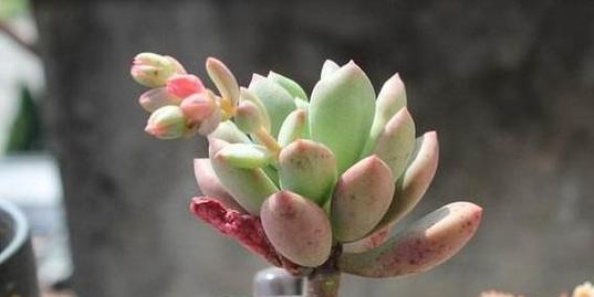 白美人开花后怎么处理？如何确保花朵健康生长？